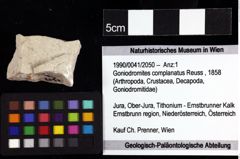 Foto (Objket + Etiketten) von Goniodromites complanatus (Reuss, 1858) 